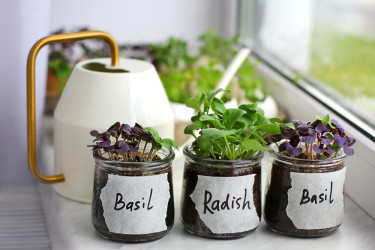 Zimná záhrada v kuchyni: Ktoré rastliny pestovať v zime doma?