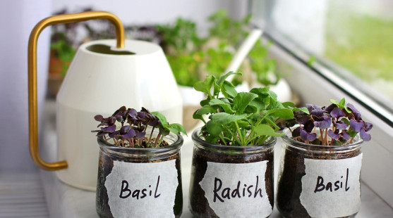 Zimná záhrada v kuchyni: Ktoré rastliny pestovať v zime doma?