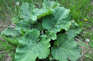 Lopúch väčší (Arctium lappa): Zabudnutá liečivá bylina s moderným využitím