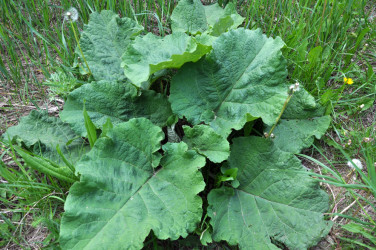 Lopúch väčší (Arctium lappa): Zabudnutá liečivá bylina s moderným využitím