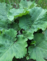 Lopúch väčší (Arctium lappa): Zabudnutá liečivá bylina s moderným využitím