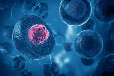 Čo sú kmeňové bunky? Pri ktorých ochoreniach sa uplatňuje liečba kmeňovými bunkami?