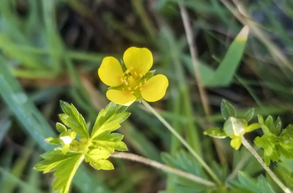 účinky nátržníka