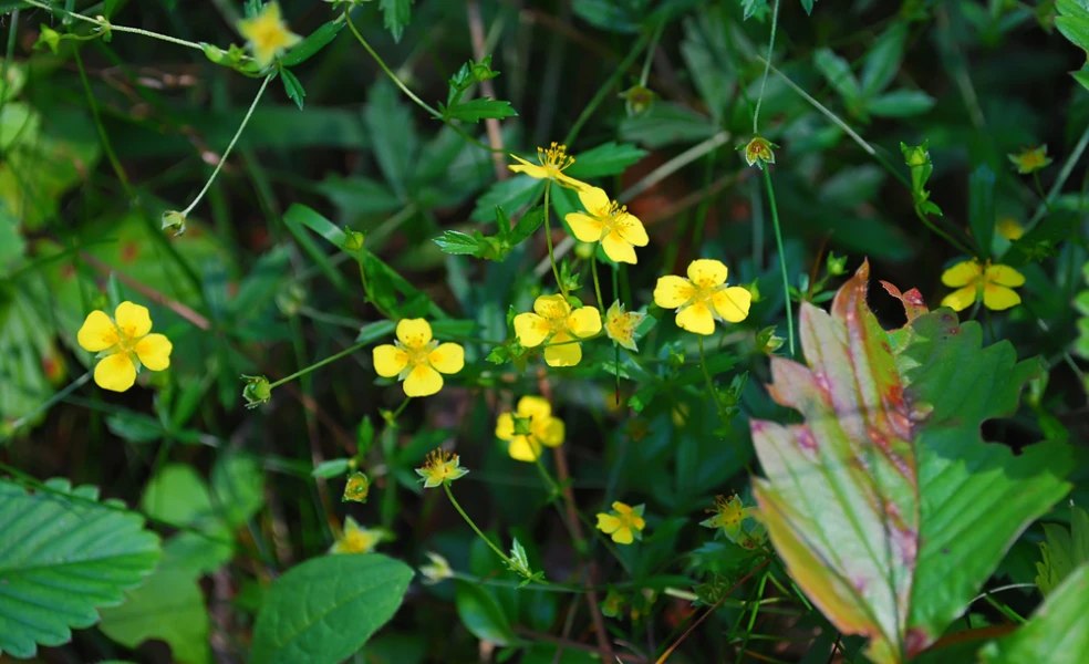 nátržník vzpriamený