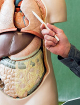 KVÍZ: Aké sú vaše znalosti o ľudskom tele? Preverte svoje vedomosti!