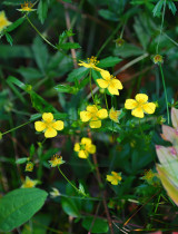 Prečo bylinkári odporúčajú zberať nátržník vzpriamený: Toto sú jeho skvelé účinky