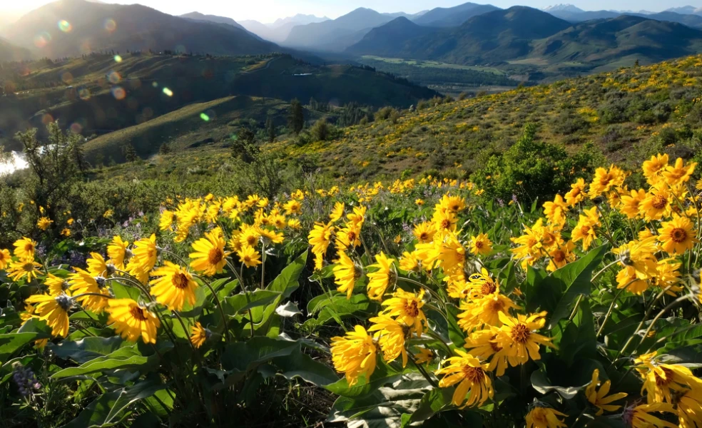 arnika horská účinky