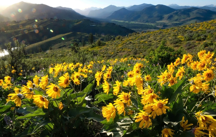 arnika horská účinky