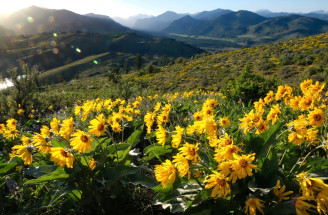 Bylinka mesiaca: Arnika horská – slnko horských lúk, ktoré lieči