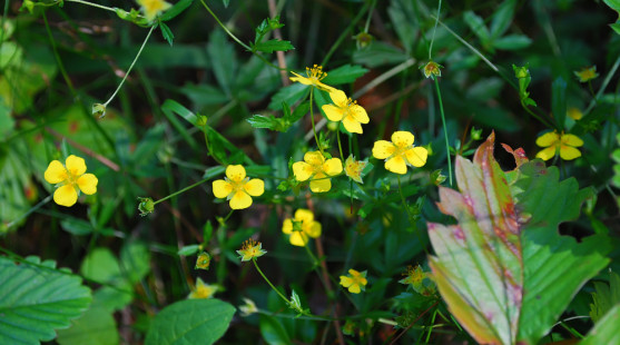 Prečo bylinkári odporúčajú zberať nátržník vzpriamený: Toto sú jeho skvelé účinky