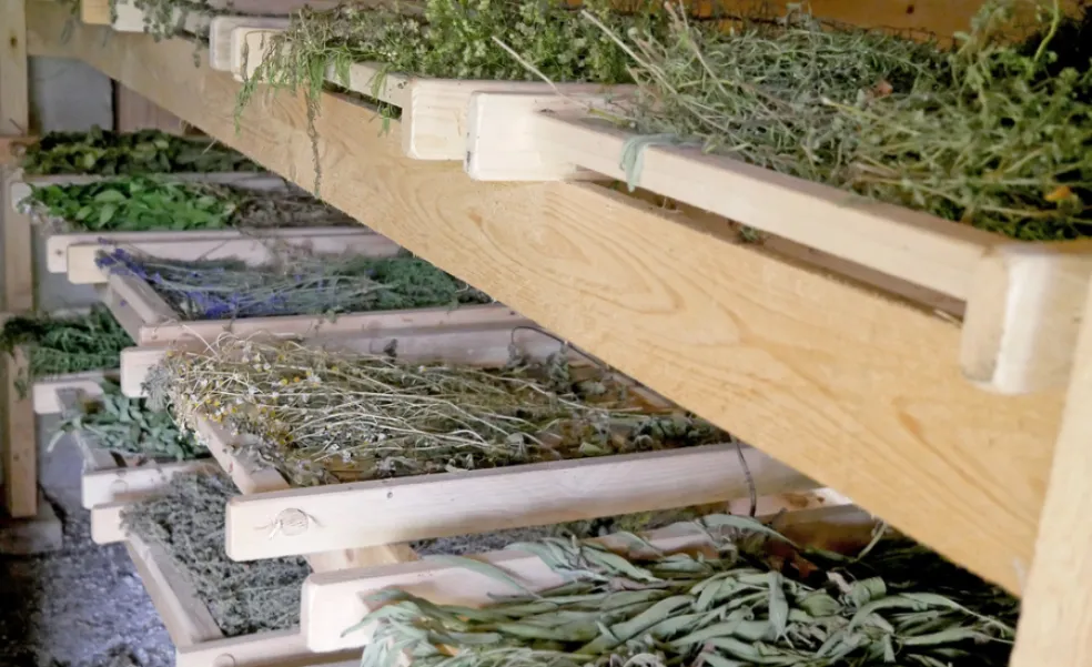 prečo bylinky po usušení nevonia