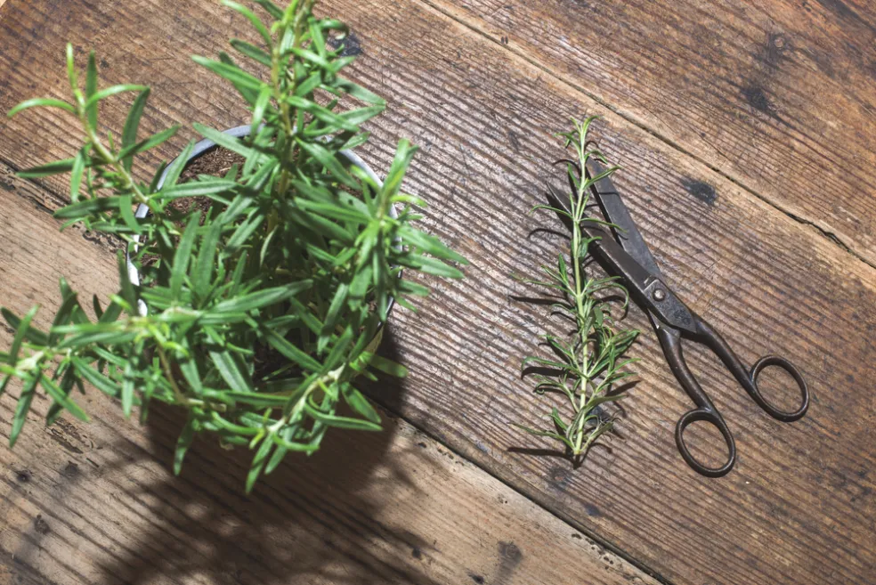 ako spoznať správne usušené bylinky