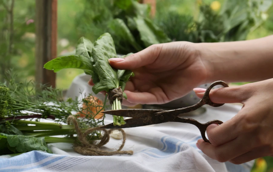 sušenie byliniek doma správny postup bylinky zavesené