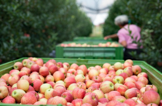 Samozber jabĺk 2026: Kde sa oberá, ceny a čo si priniesť