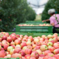 Samozber jabĺk 2026: Kde sa oberá, ceny a čo si priniesť