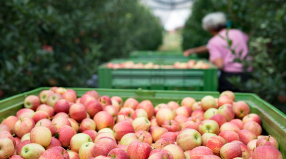 Samozber jabĺk 2026: Kde sa oberá, ceny a čo si priniesť